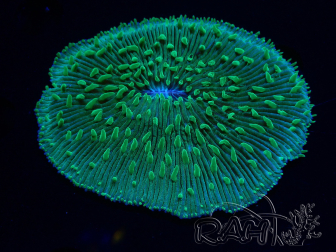 WYSIWYG - RAH Lobactis scutaria Blue/Green Tentacles Zucht RAH 9 (6 cm)