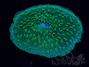 WYSIWYG - RAH Lobactis scutaria Blue/Green Tentacles Zucht RAH 9 (6 cm)
