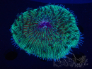 WYSIWYG - RAH Fungia fungites élevage RAH 1 (7 cm)