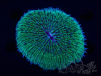 WYSIWYG - RAH Fungia fungites élevage RAH 2 (6 cm)