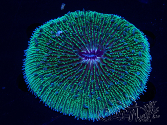 WYSIWYG - RAH Fungia fungites élevage RAH 5 (6.5 cm)