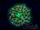 WYSIWYG- RAH Heliofungia fralinae 3 (Skeleton 4 cm)