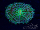WYSIWYG- RAH Heliofungia fralinae 5 (Skeleton 4 cm)
