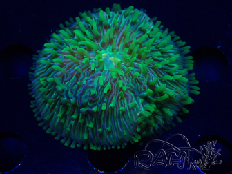 WYSIWYG- RAH Heliofungia fralinae 6 (Esqueleto 5 cm)