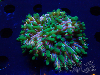 WYSIWYG- RAH Heliofungia fralinae 29 (Esqueleto 3.5 cm)