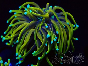 WYSIWYG RAH Euphyllia glabrescens (Cría Recifathome) 16B2