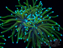 WYSIWYG RAH Euphyllia glabrescens (Breeding Recifathome) 16B2