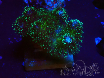 WYSIWYG Pocillopora damicormis Gold insane 1D1