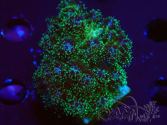 WYSIWYG Pocillopora damicormis Gold insane 1D2
