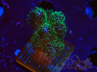WYSIWYG Pocillopora damicormis Gold insane 1D6