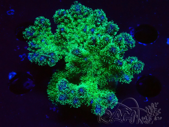 WYSIWYG Pocillopora damicornis tricolor 1E1