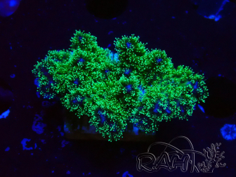 WYSIWYG Pocillopora damicormis tricolor 1E2