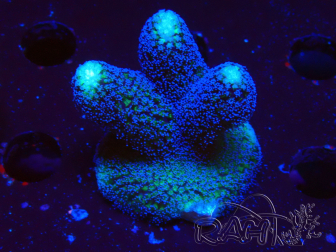 WYSIWYG Stylophora milka 1I1