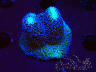 WYSIWYG Stylophora milka 1I3
