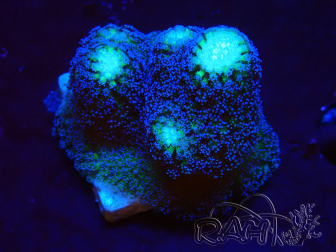 WYSIWYG Stylophora milka 1I5