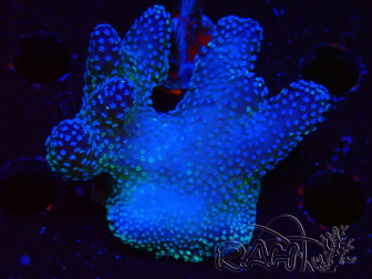 WYSIWYG Stylophora Pink Blue Polyps 1J1