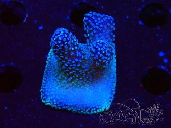 WYSIWYG Stylophora Pink Blue Polyps 1J2
