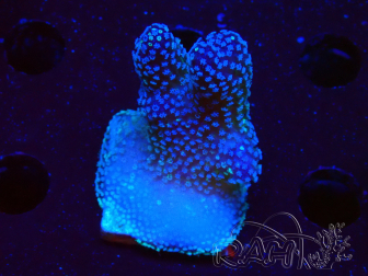 WYSIWYG Stylophora Pink Blue Polyps 1J4