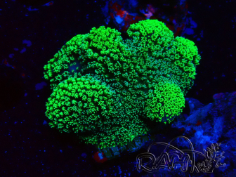 WYSIWYG Stylophora Green Fluo 1K1