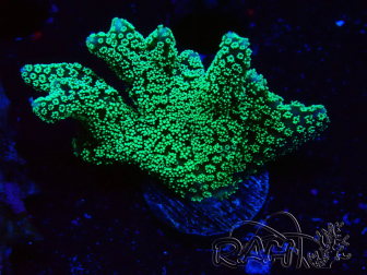 WYSIWYG Seriatopora caliendrum Electric Green 1L1