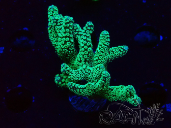 WYSIWYG Seriatopora caliendrum Electric Green 1L4