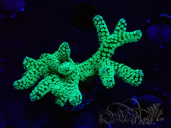 WYSIWYG Seriatopora caliendrum Electric Green 1L6