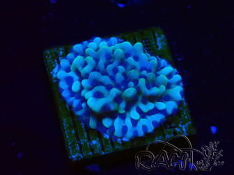 WYSIWYG Montipora undata 1O4