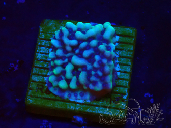WYSIWYG Montipora undata 1O6