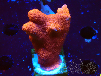 WYSIWYG montipora  rouge pousse rouge 1P1
