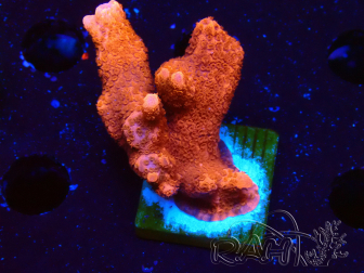 WYSIWYG montipora  rouge pousse rouge 1P2