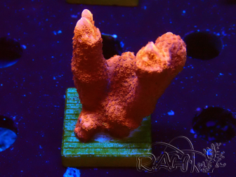 WYSIWYG Montipora  rouge pousse rouge 1P3