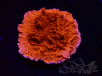 WYSIWYG Montipora Plateau Rouge 1P4