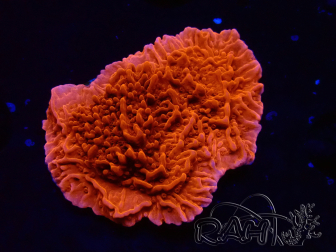 WYSIWYG Montipora Plateau Rouge 1P5