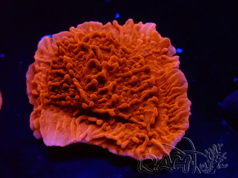 WYSIWYG Montipora Plateau Rouge 1P6