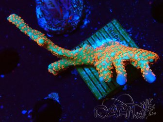 WYSIWYG Montipora digitata 1R1