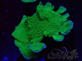 WYSIWYG Montipora Plateau Vert Pomme 1R6