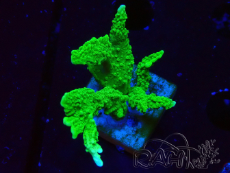 WYSIWYG Montipora stellata 1S4