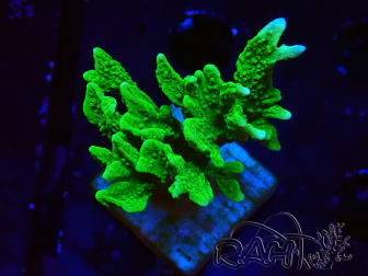 WYSIWYG Montipora stellata 1S6