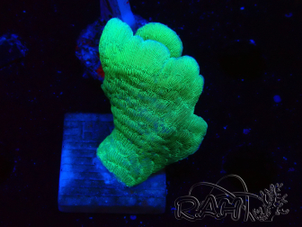 WYSIWYG Pavona cactus 1T1