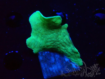 WYSIWYG Pavona cactus 1T4