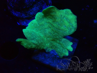 WYSIWYG Pavona cactus 1T5