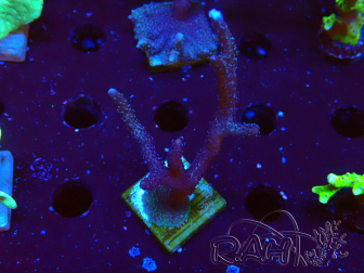WYSIWYG Montipora Polype Violet 1U2