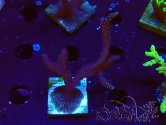 WYSIWYG Montipora Polype Violet 1U6