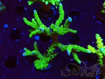 WYSIWYG - BR Green Goblin Anacropora 1V3
