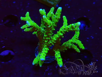 WYSIWYG - BR Green Goblin Anacropora 1V6