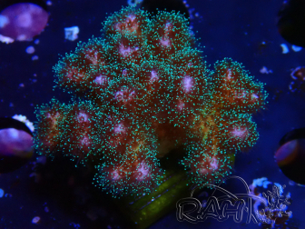 WYSIWYG Pocillopora damicornis  rose 1C4