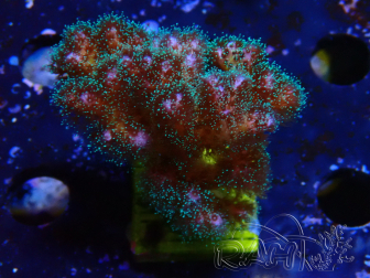 WYSIWYG Pocillopora damicornis  rose 1C6