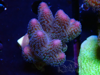 WYSIWYG Stylophora pistillata Pink 1F3