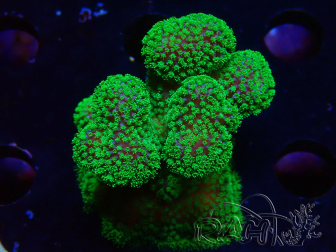 WYSIWYG Stylophora Rose polypes vert fluo 1H5
