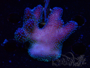 WYSIWYG Stylophora Pink Blue Polyps 1J4